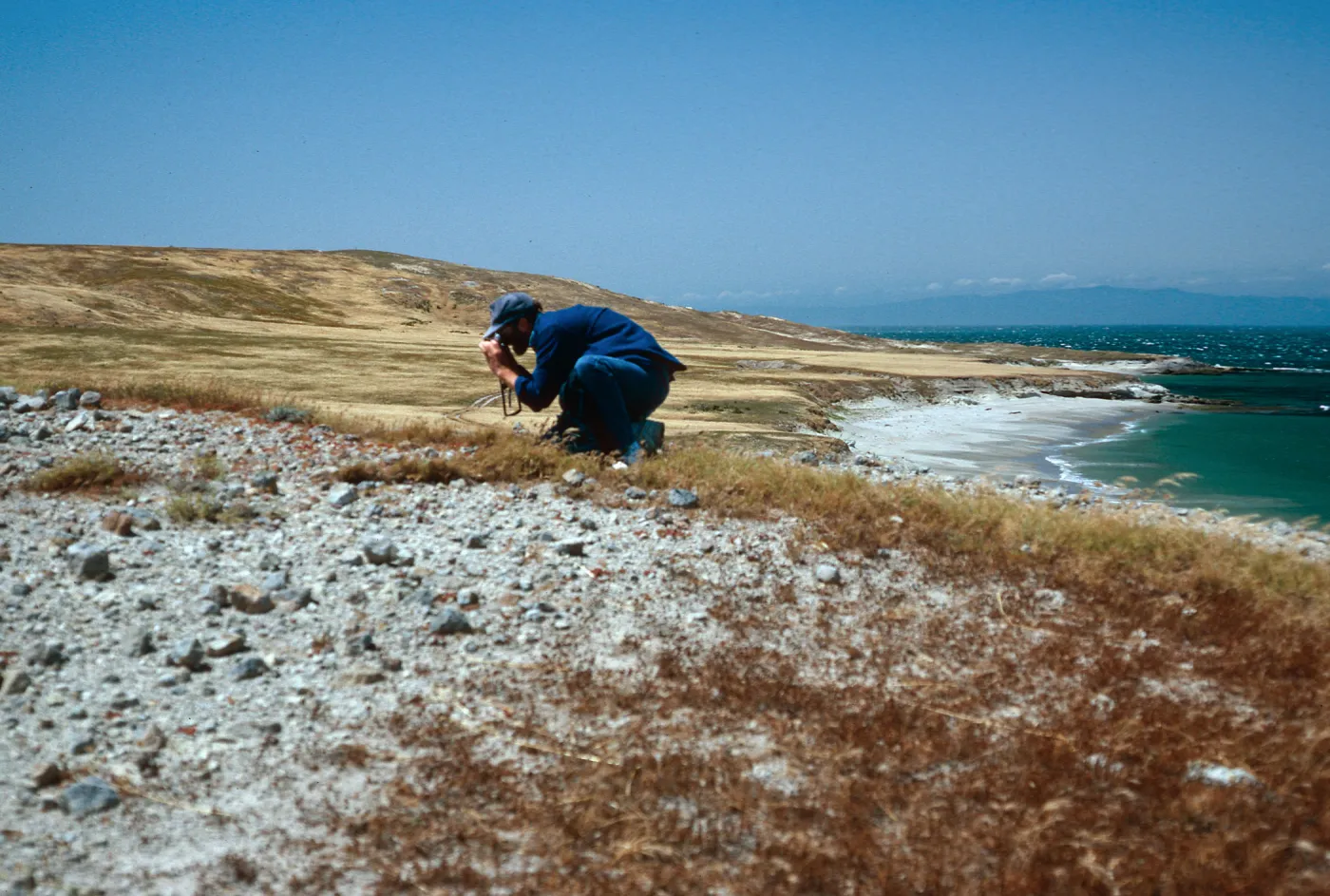 Dudleya greenei nana habitat, East Point, Santa Rosa Island