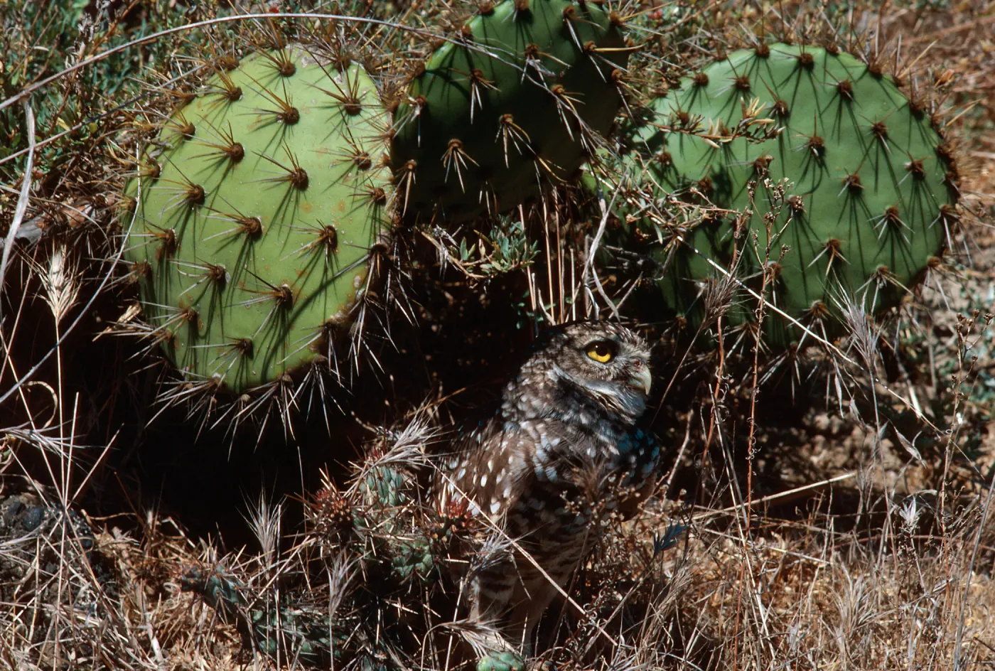 burrowing owl, Middle Canyon, Santa Barbara Island