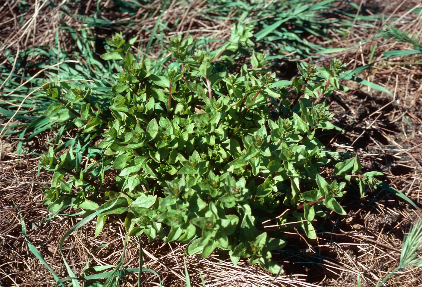 Aphanisma blitoides, Graveyard Canyon, Santa Barbara Island