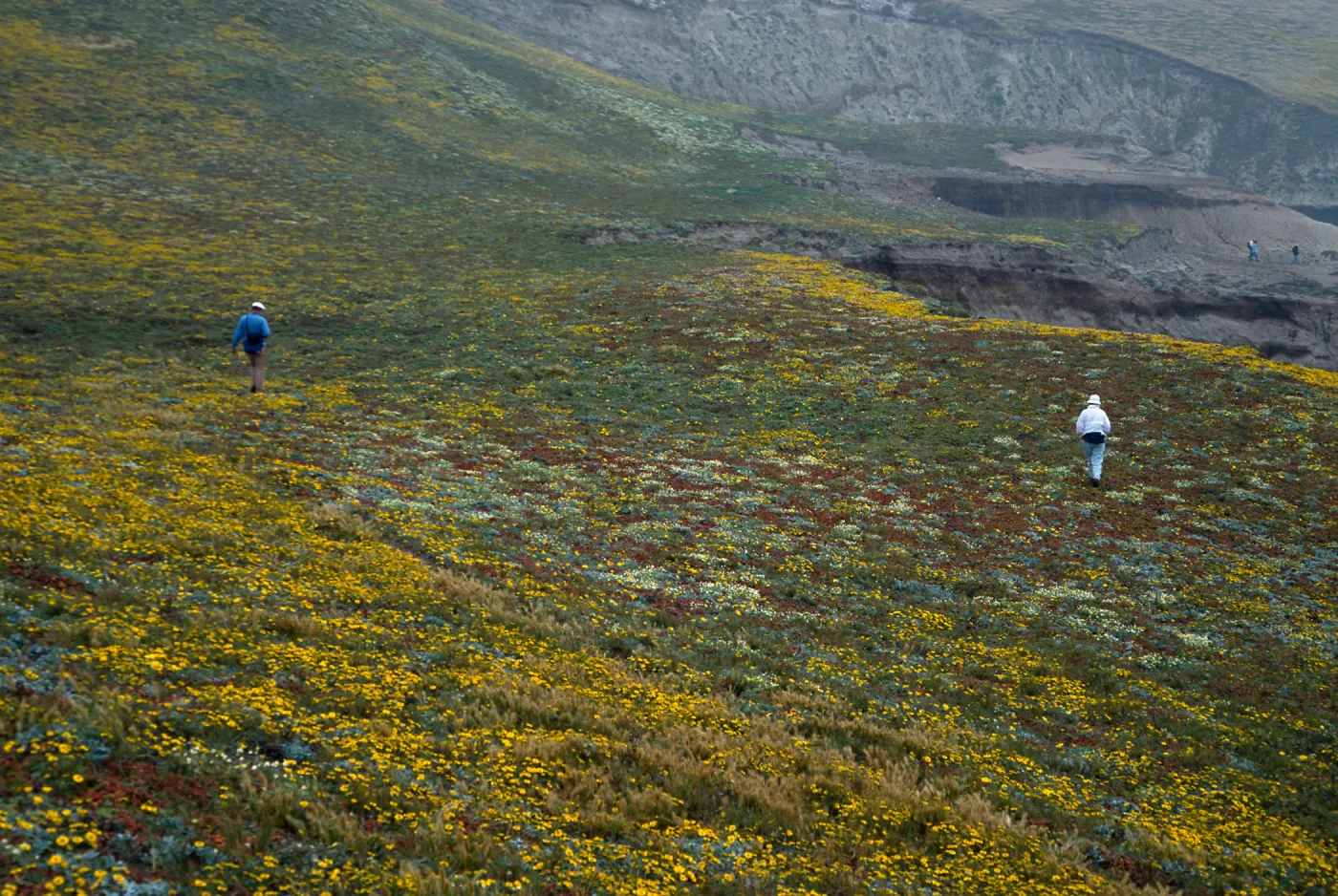 Layia (tidy tips), West side of Carrington Point, Santa Rosa Island