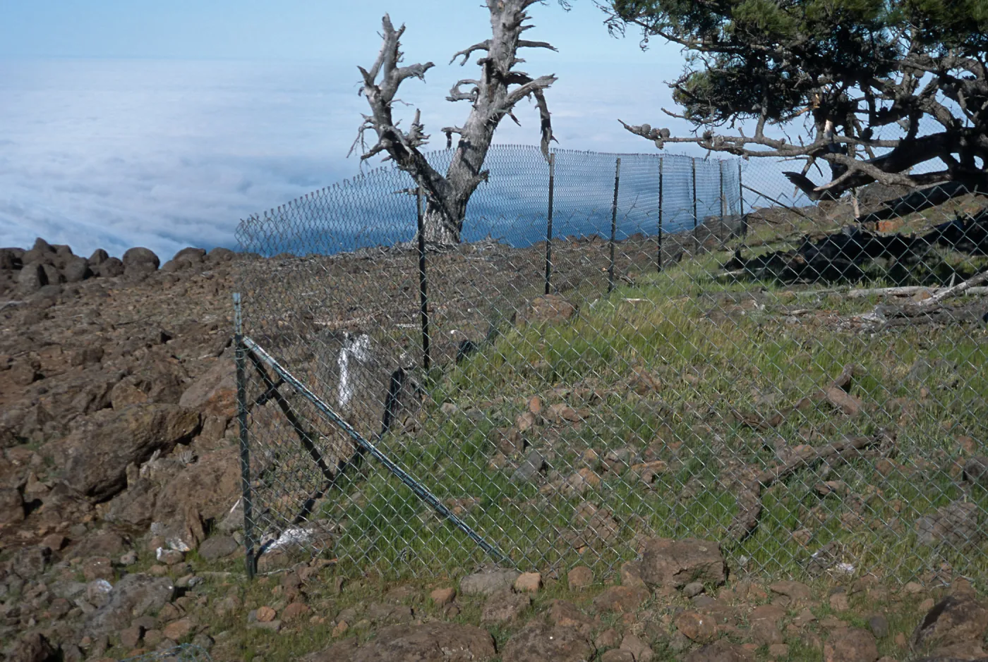 pine exclosure, North end of Guadalupe Island