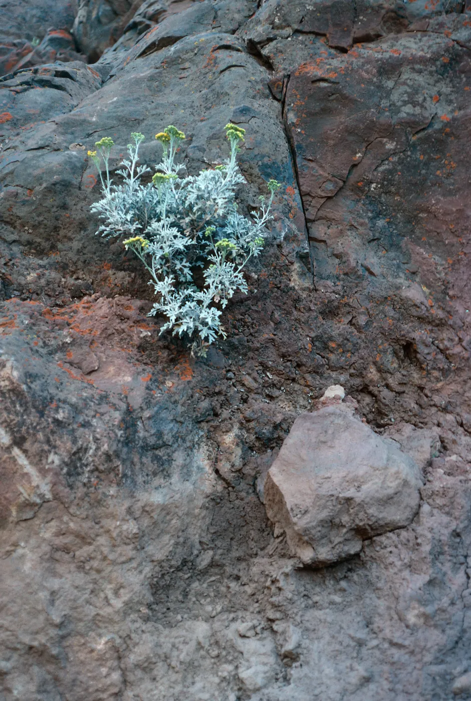 Perityle incana, cliffs of lower Circus, Guadalupe Island