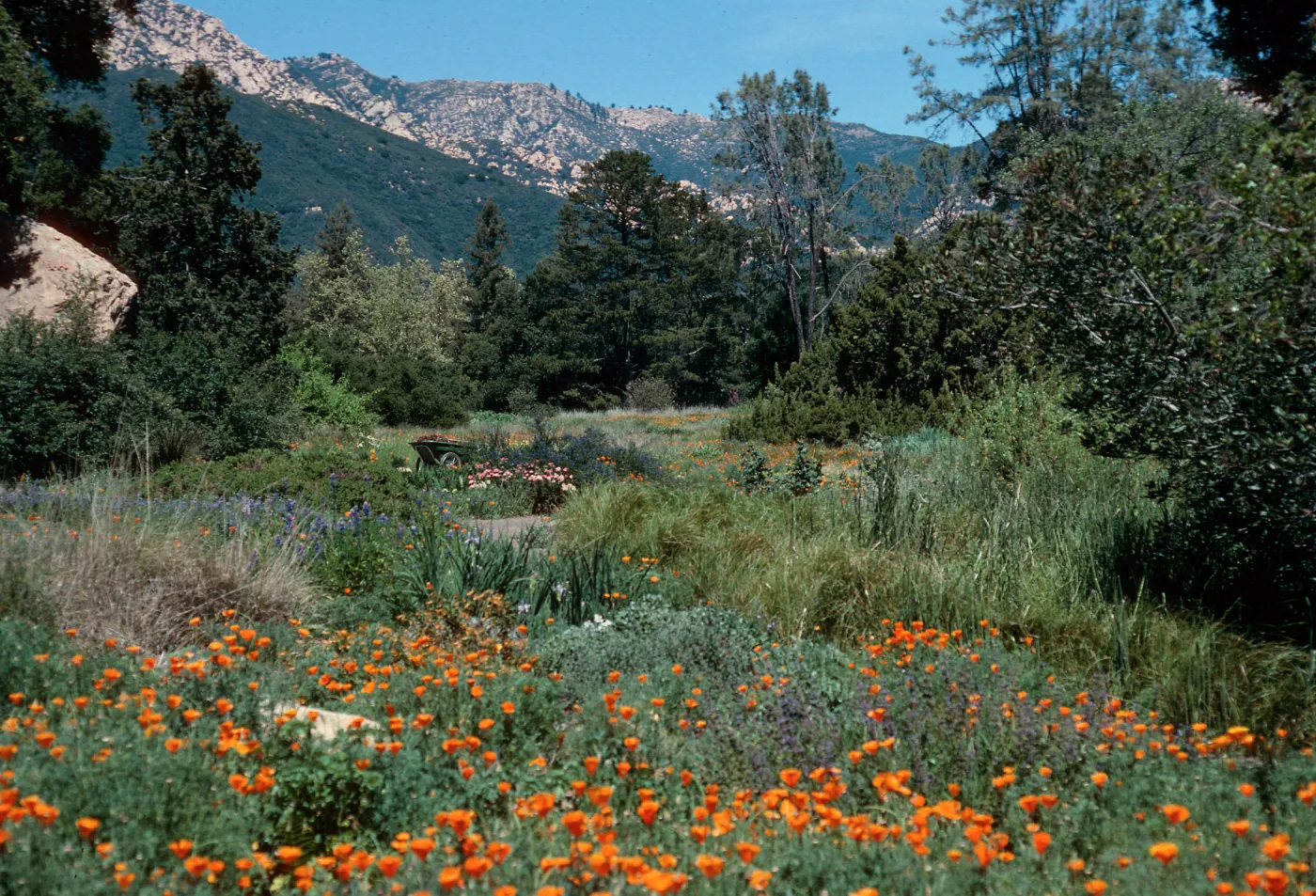 meadow, Santa Barbara Botanic Garden 