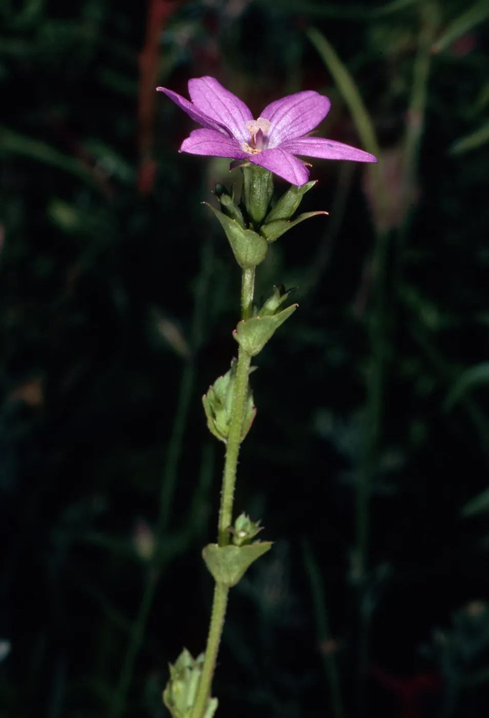 Triodanis biflora, meadow, Santa Barbara Botanic Garden