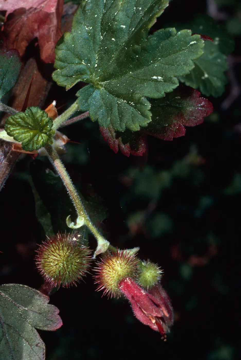 Ribes thacherianum, Island Section, Santa Barbara Botanic Garden