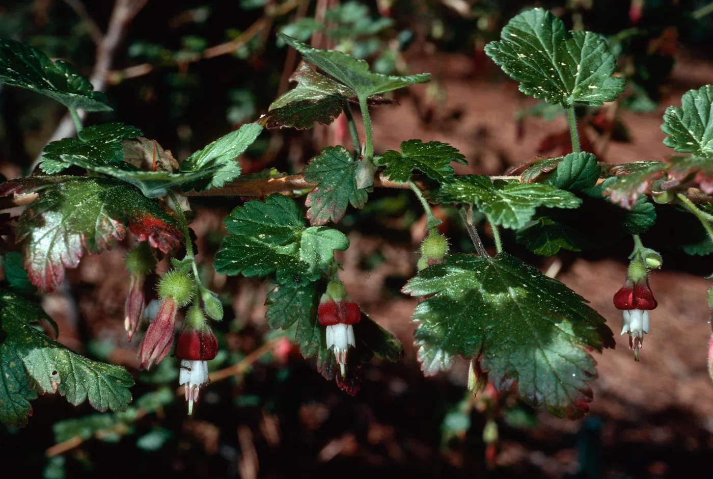 Ribes tracherianum, Island Section, Santa Barbara Botanic Garden