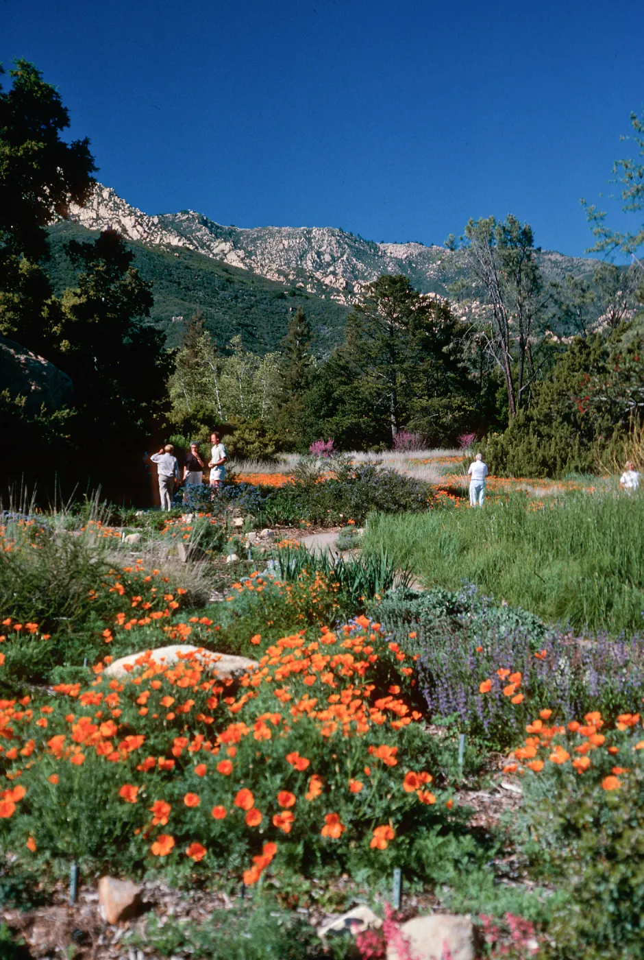 meadow, Santa Barbara Botanic Garden