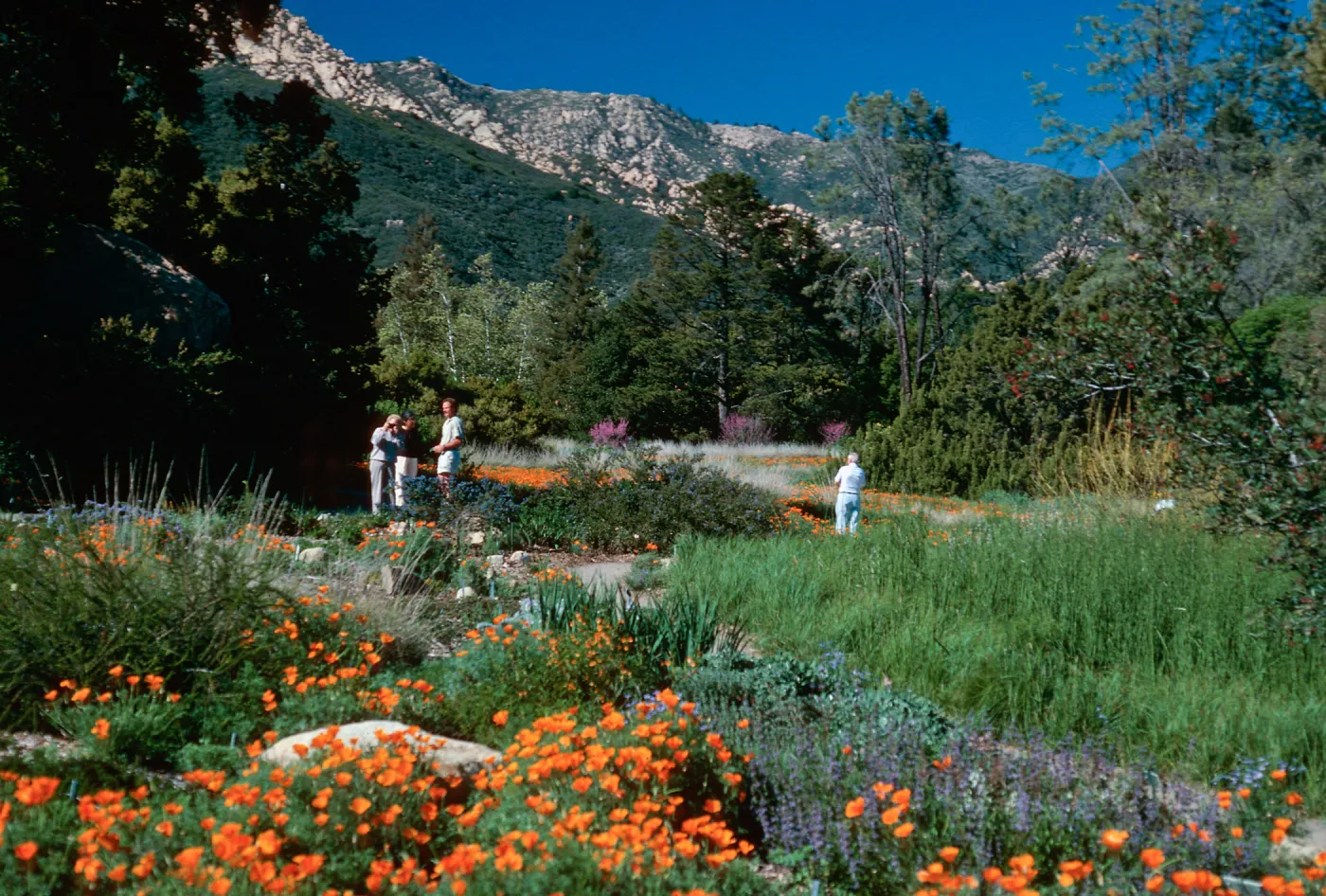 meadow, Santa Barbara Botanic Garden