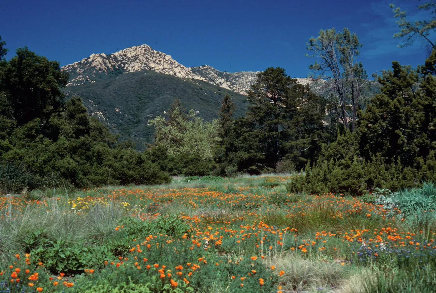 meadow, Santa Barbara Botanic Garden