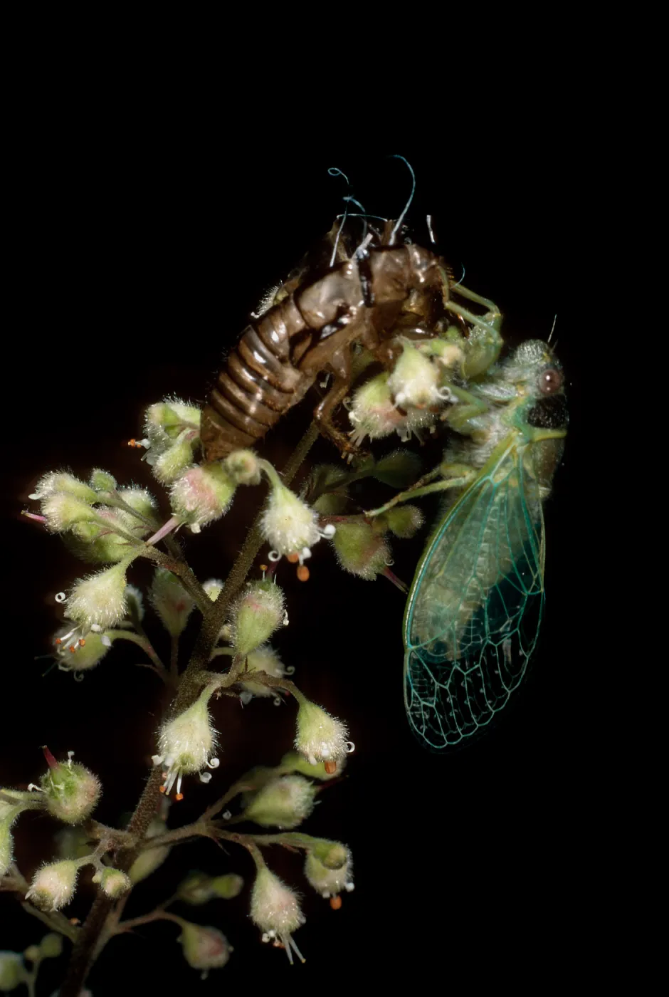 cicada on Heuchera maxima, Santa Barbara Botanic Garden