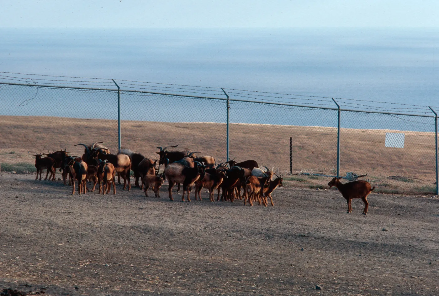 goats, Feral Animal Removal Program, San Clemente Island