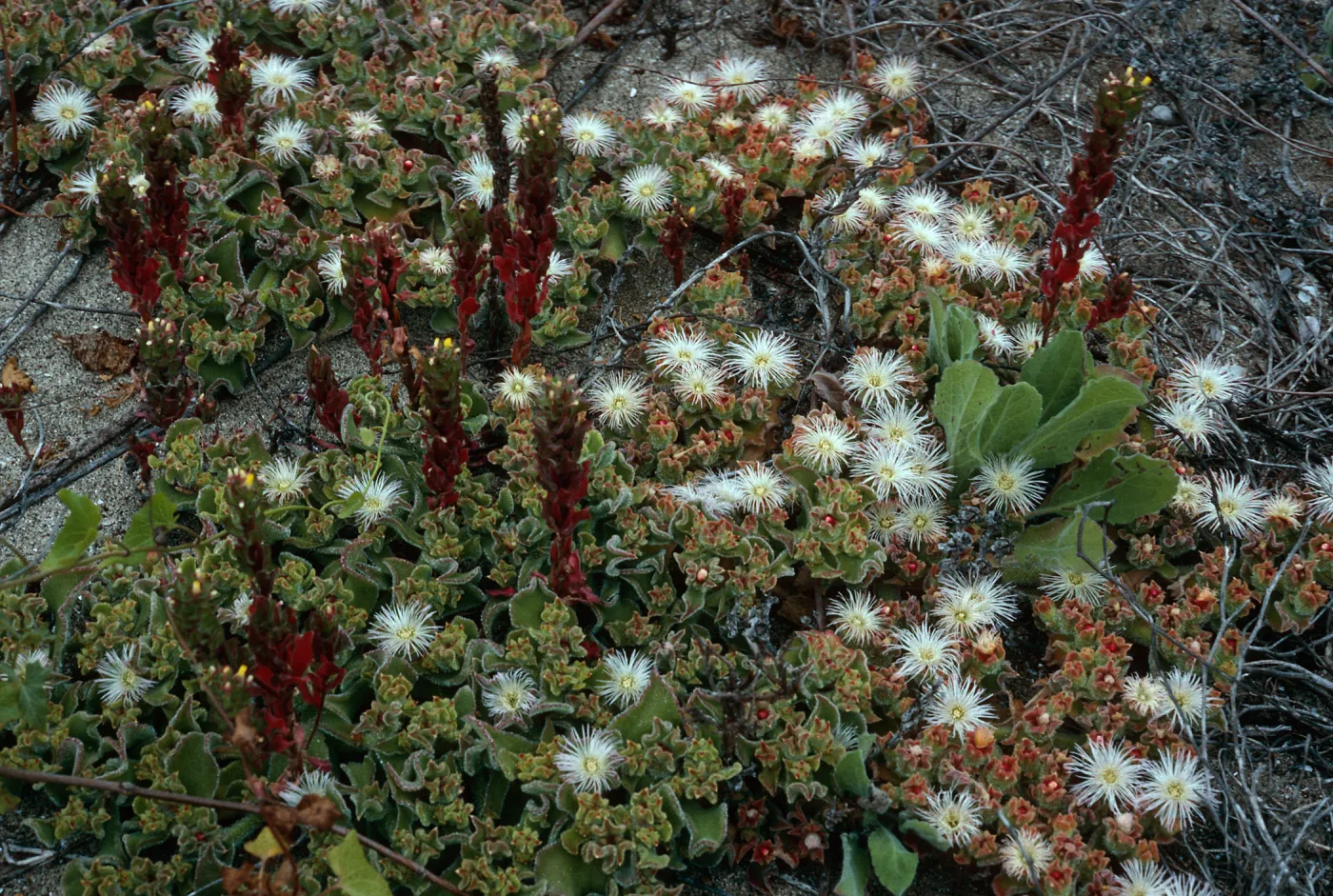 Camissonia guadalupensis clementina w/Mesembryanthemum crystallinum, Southwest end of dunes, San Clemente Island