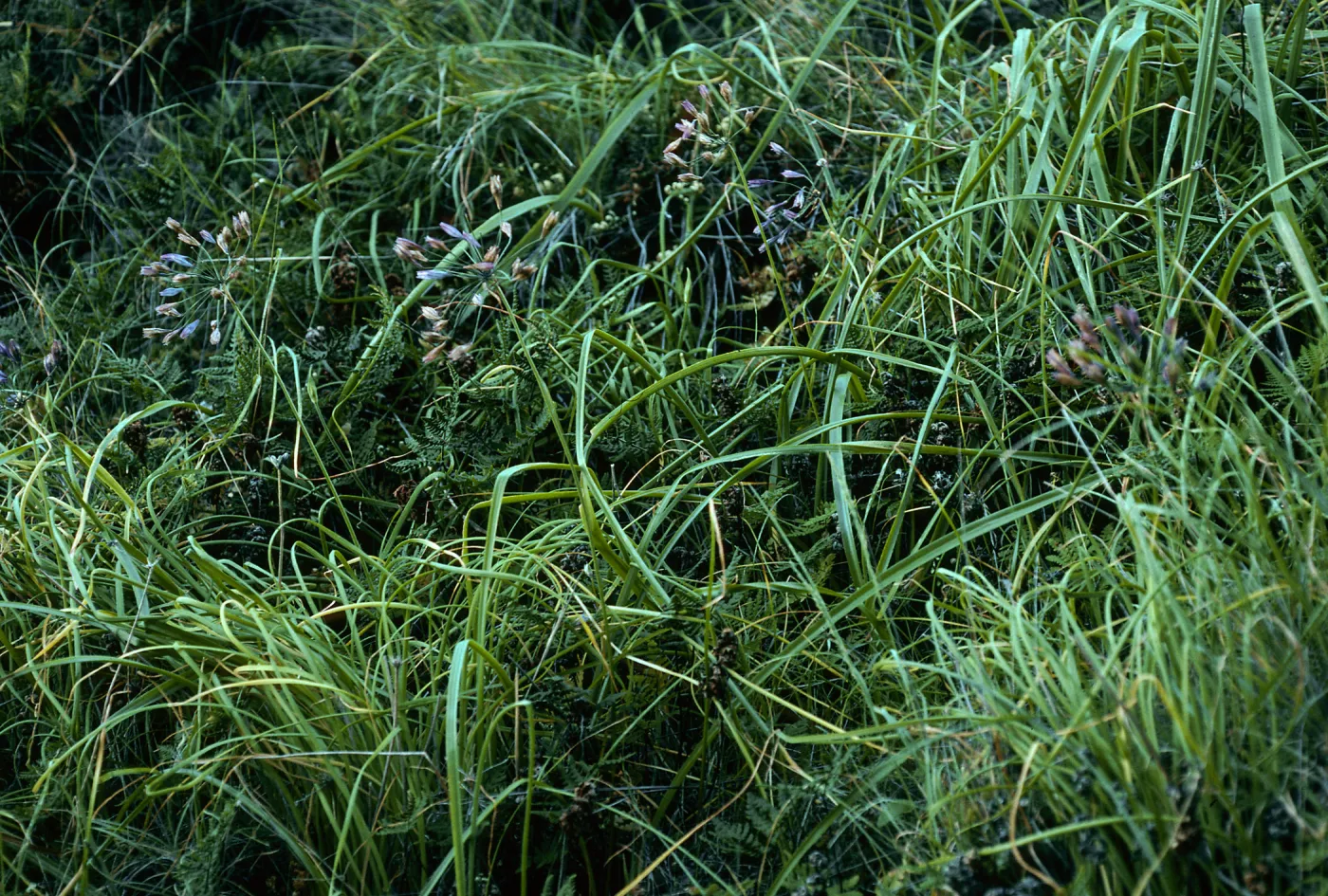 Triteleia clementina, 2nd canyon, South of “Malo”, San Clemente Island