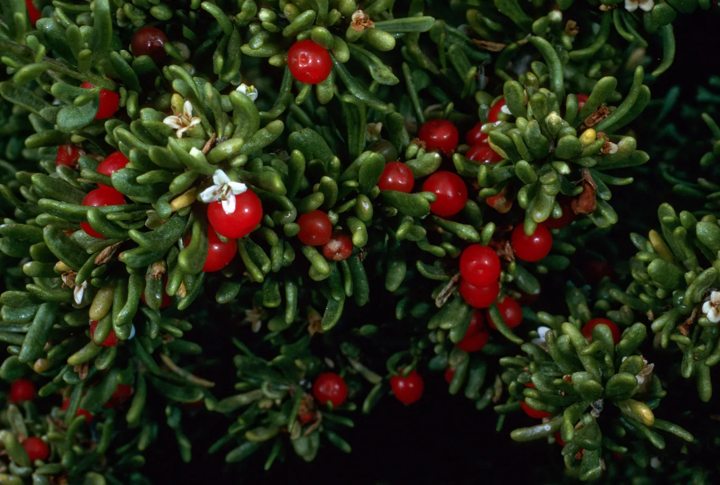 Lycium californicum, Eel Point grove, San Clemente Island