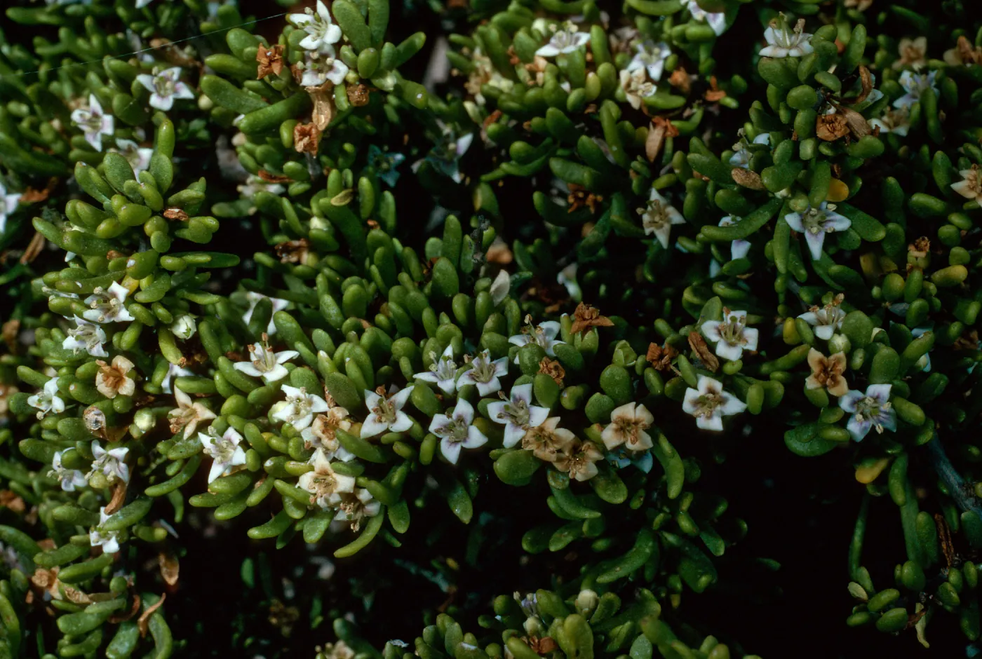 Lycium californicum, South of airfield, San Clemente Island