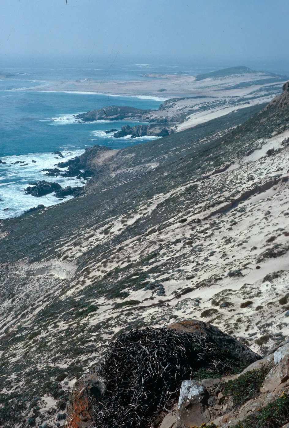 old eagle nest, Point Bennett in back, San Miguel Island