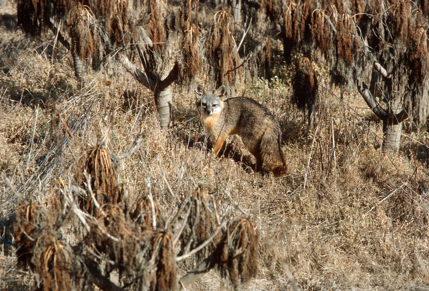 fox, Orobanche parishii, Cattail Canyon, San Nicolas Island