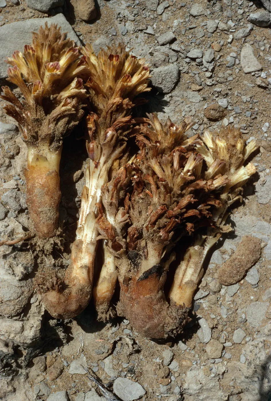 Orobanche parishii, SN-383, Cattail Canyon, San Nicolas Island