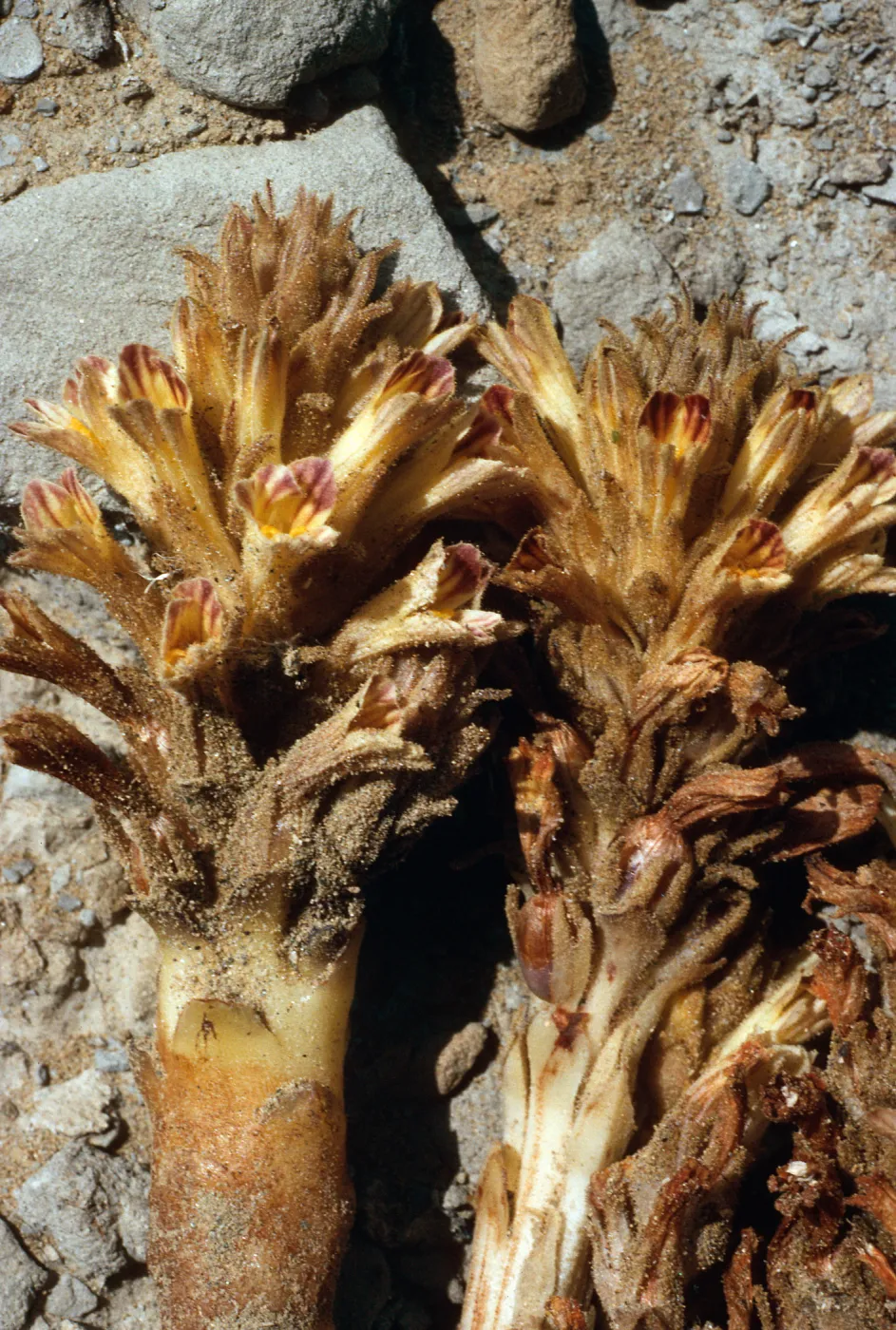 Orobanche parishii, SN-383, Cattail Canyon, San Nicolas Island