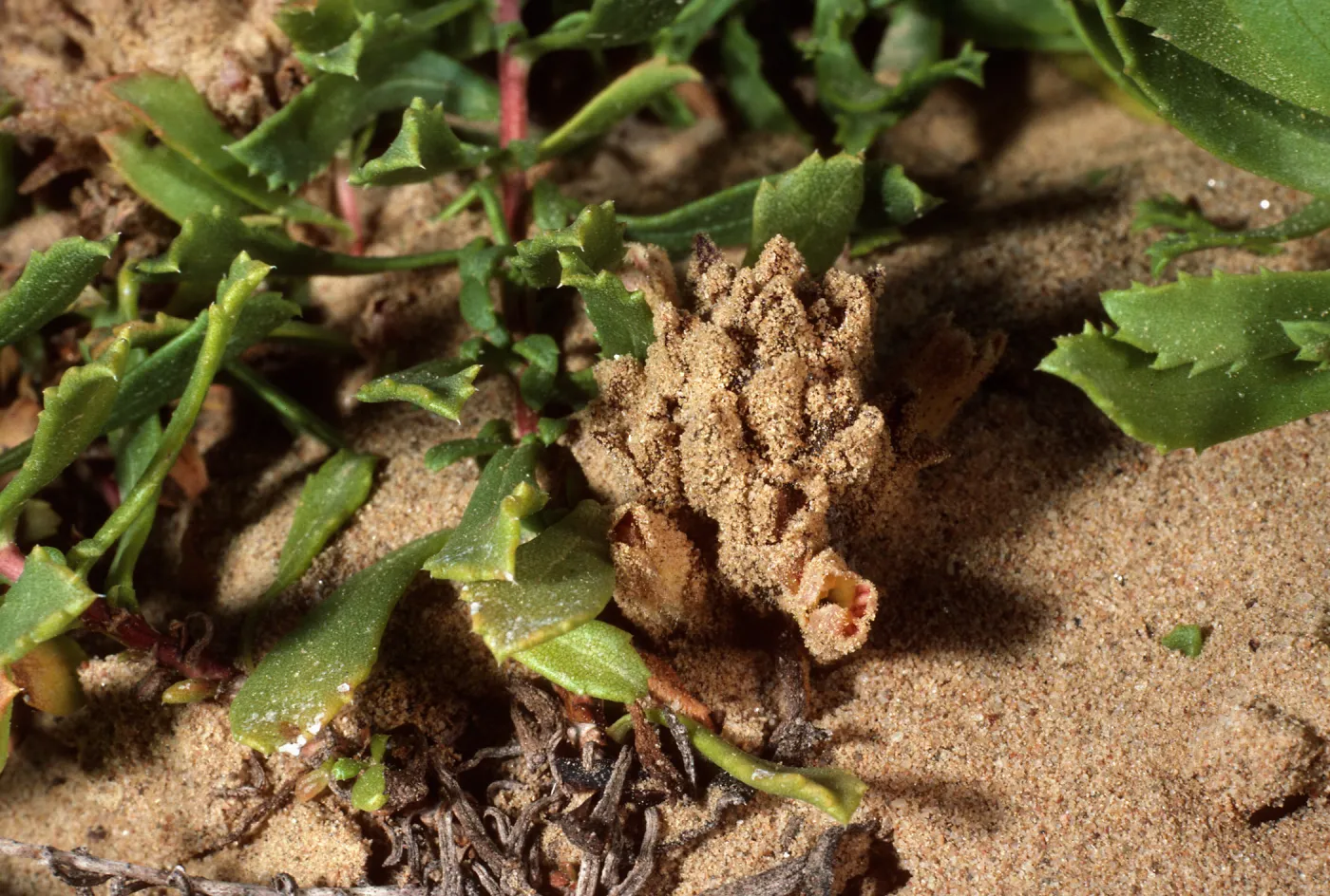 Orobanche parishii, Daytona Beach, San Nicolas Island