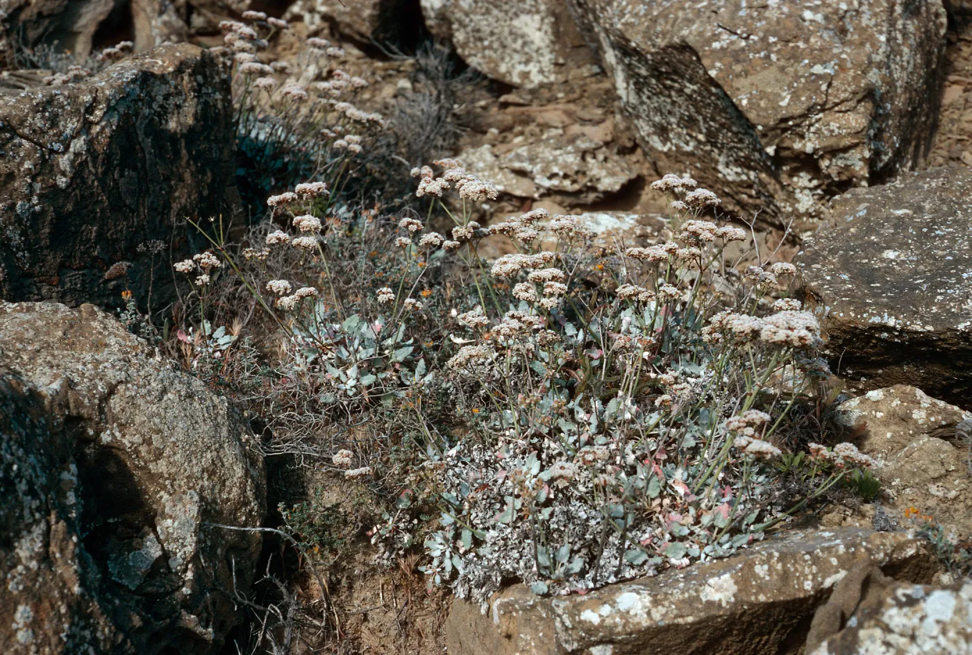 Eriogonum grande timorum, Theodolite Road, San Nicolas Island
