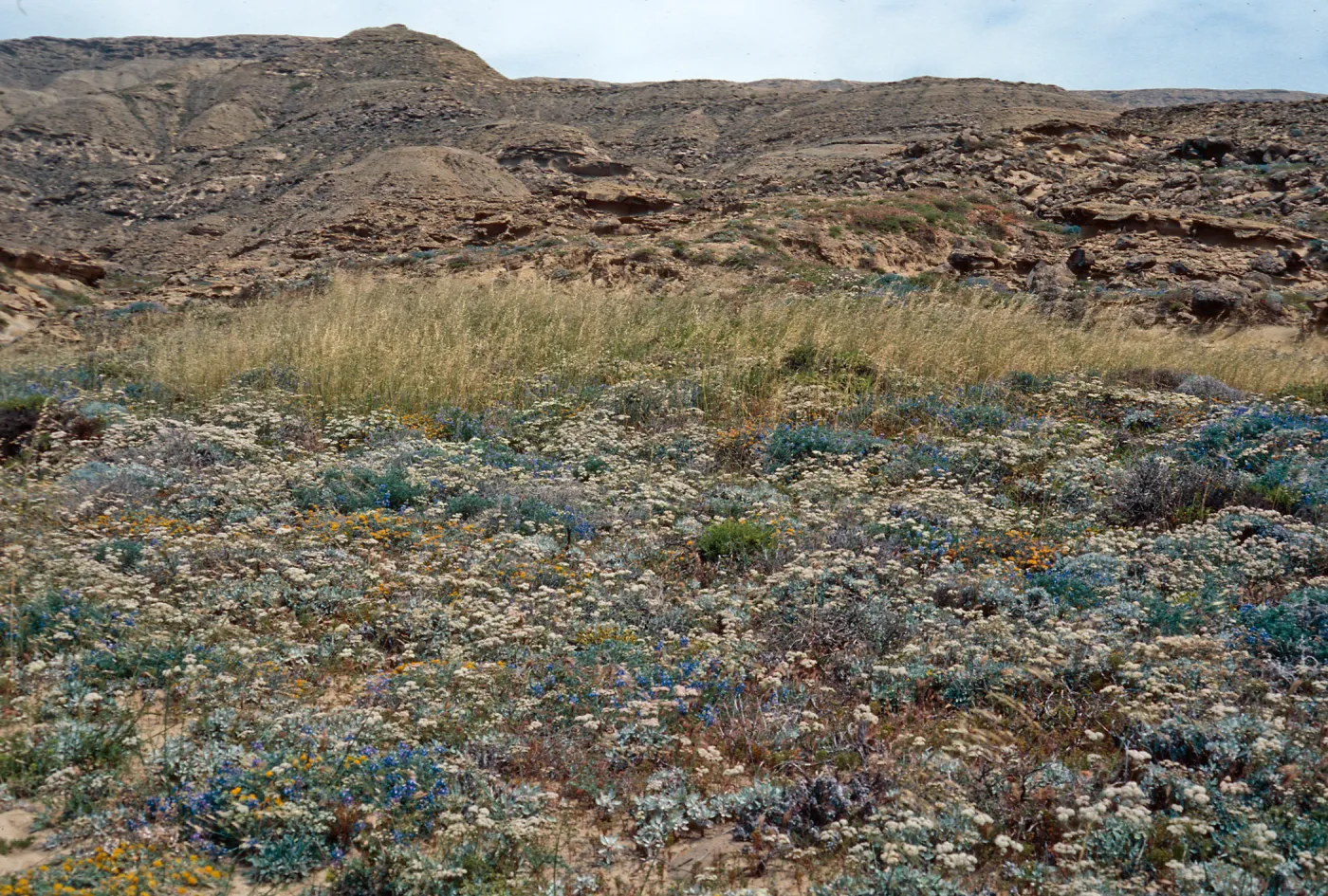 Eriogonum grande timorum, East of Dutch Harbor, San Nicolas Island