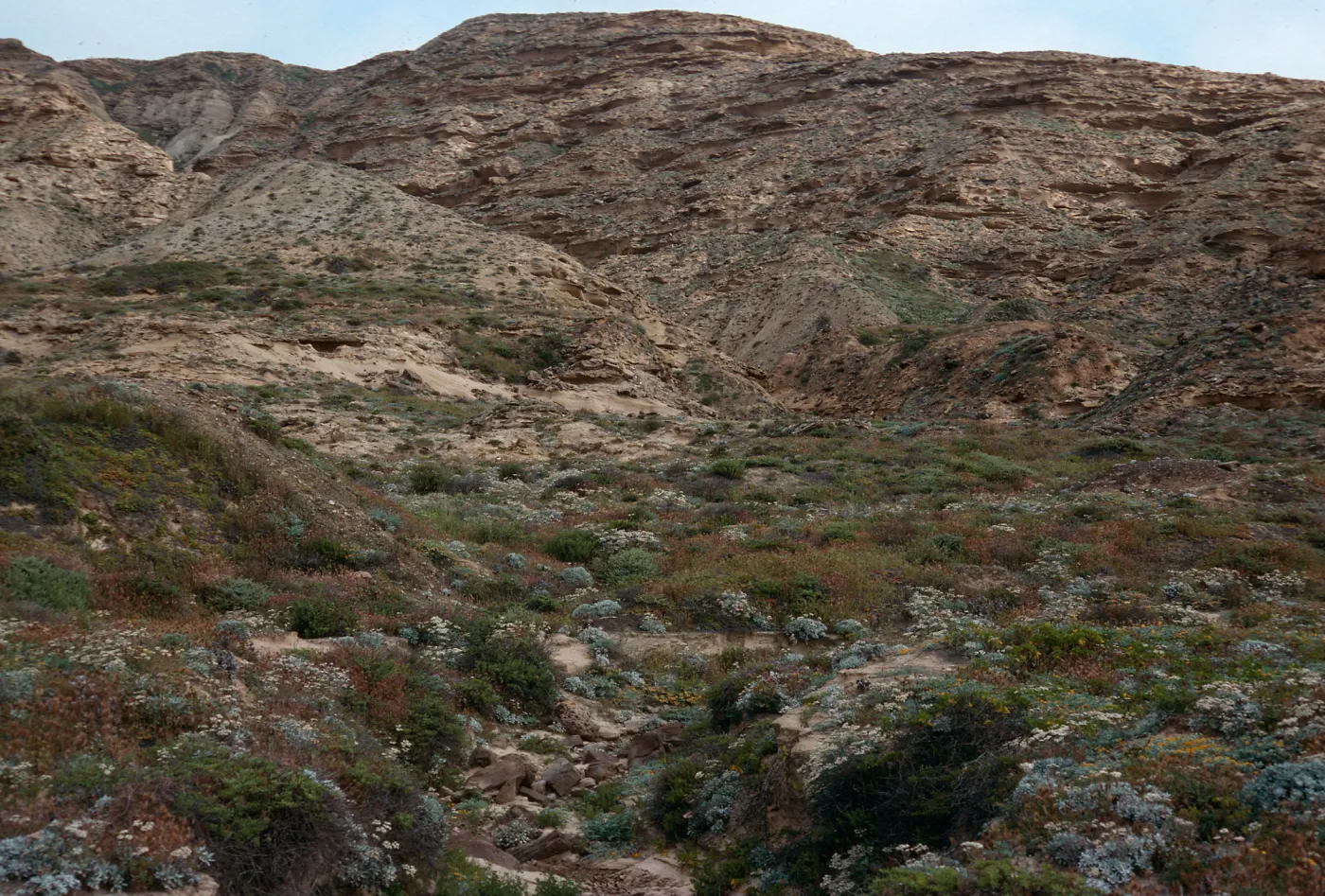 Eriogonum habitat, Southeast end, 0.2 mile West of Barge Landing, San Nicolas Island
