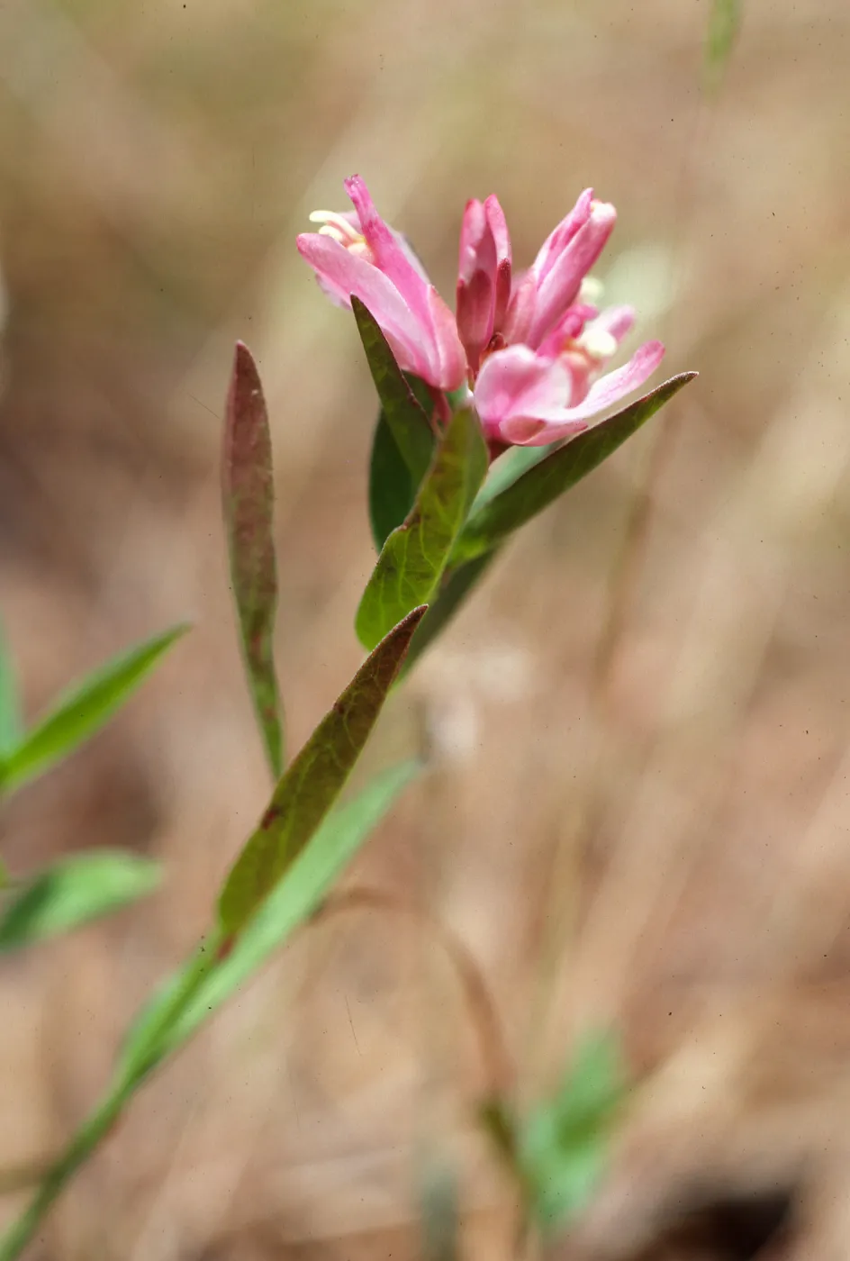 Polygala californica, Christy Pines, Santa Cruz Island