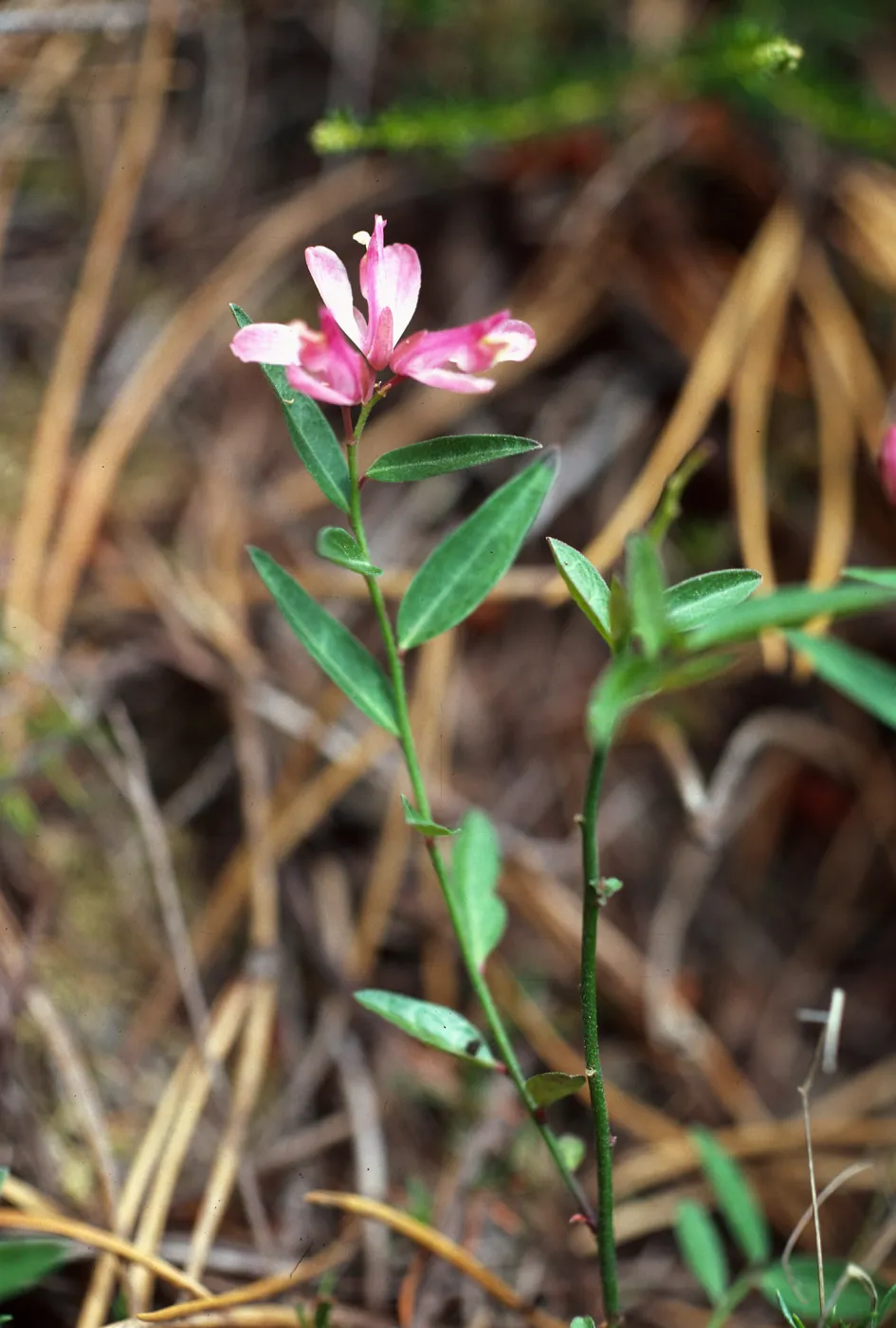 Polygala californica, Christy Pines, Santa Cruz Island