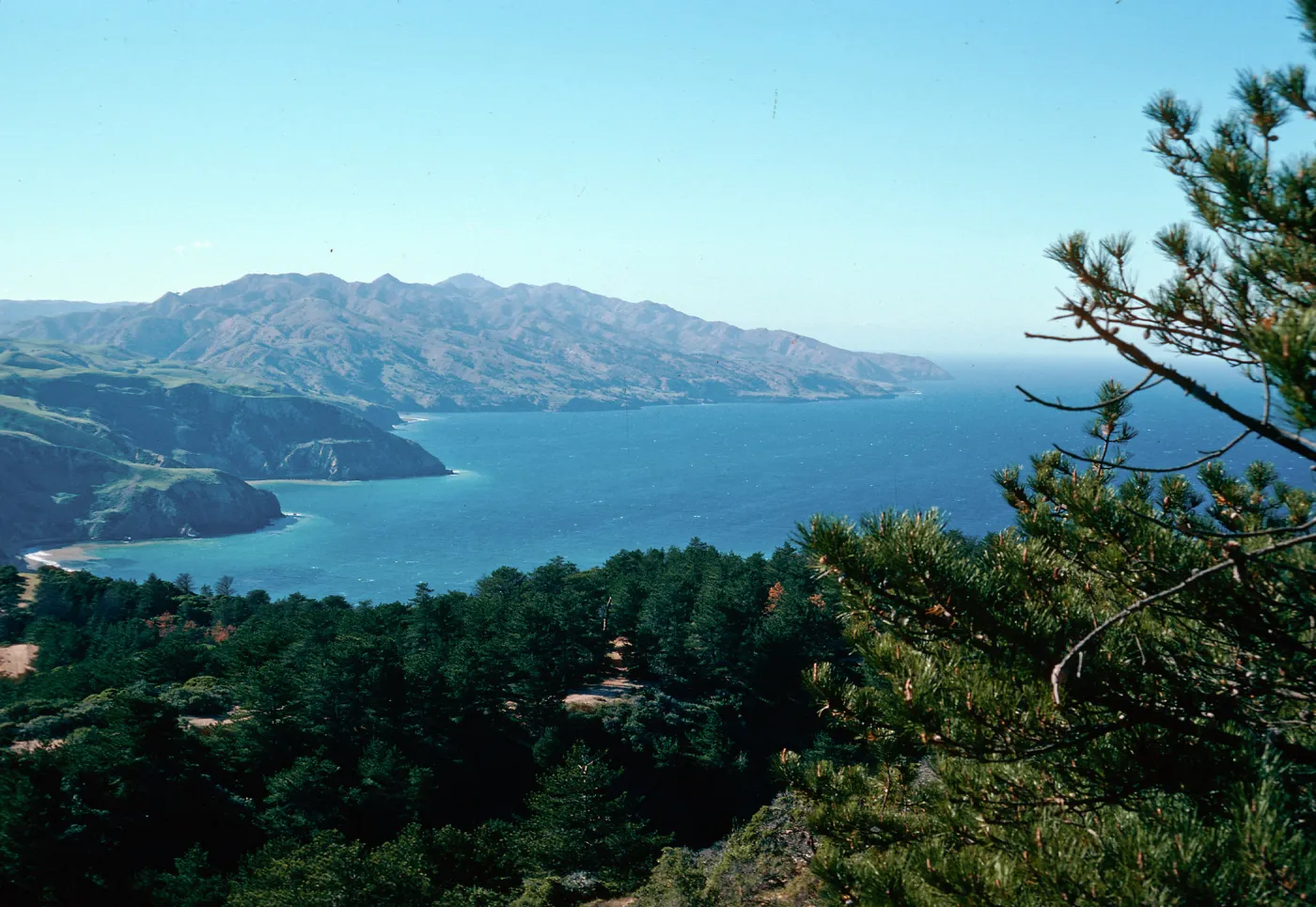 Eastern Pine forest, Santa Cruz Island