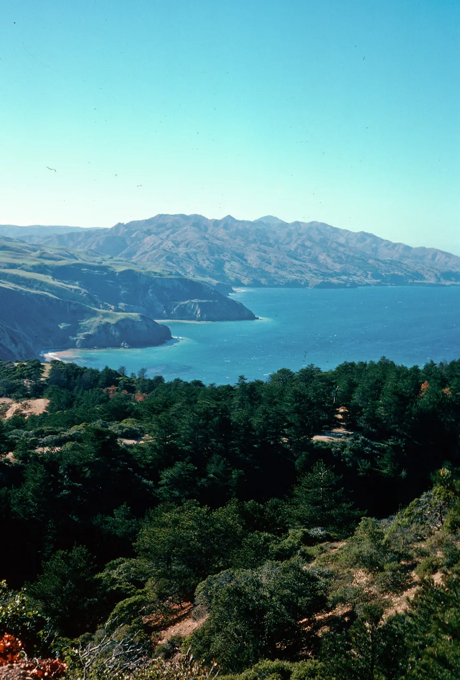 Eastern Pine forest, Santa Cruz Island