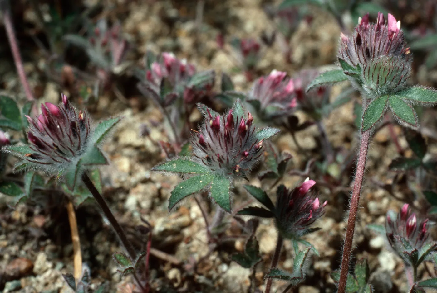 Trifolium macraei, SC-2382, head of Sauces Canyon, Santa Cruz Island