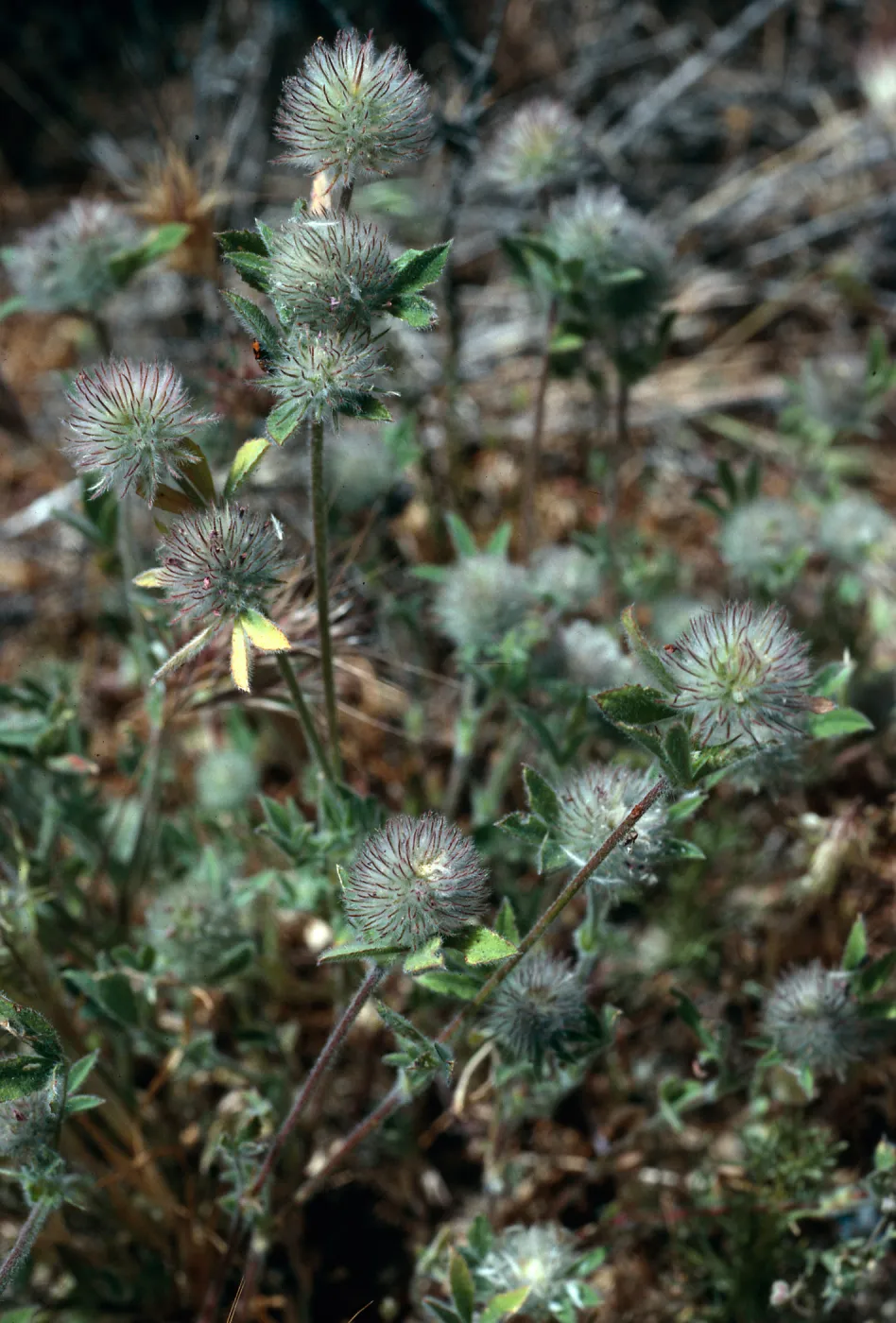 Trifolium macraei, East of Willows Beach, Santa Cruz Island
