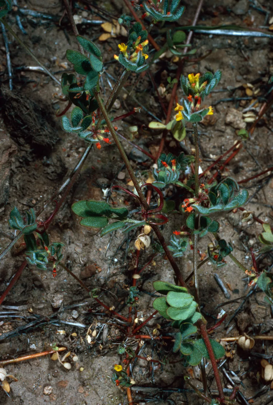 Lotus hamatus, Coches Road, Santa Cruz Island