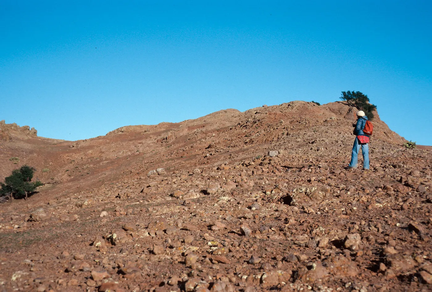 sheep damage, between Picacho Diablo & Lagunitas Secas, Santa Cruz Island