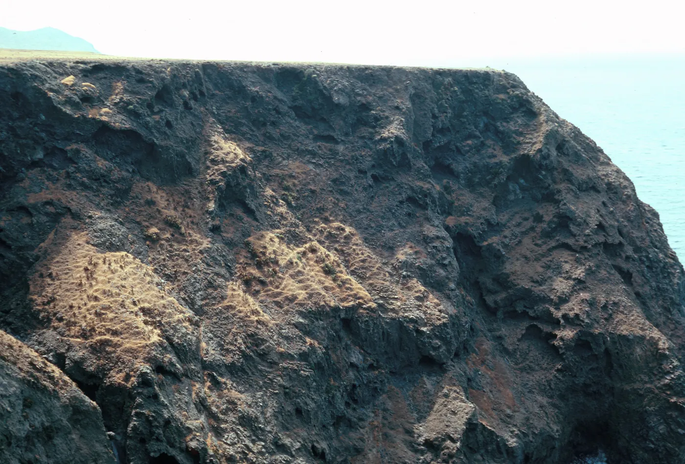 sheep damage, between Picacho Diablo & Lagunitas Secas, Santa Cruz Island