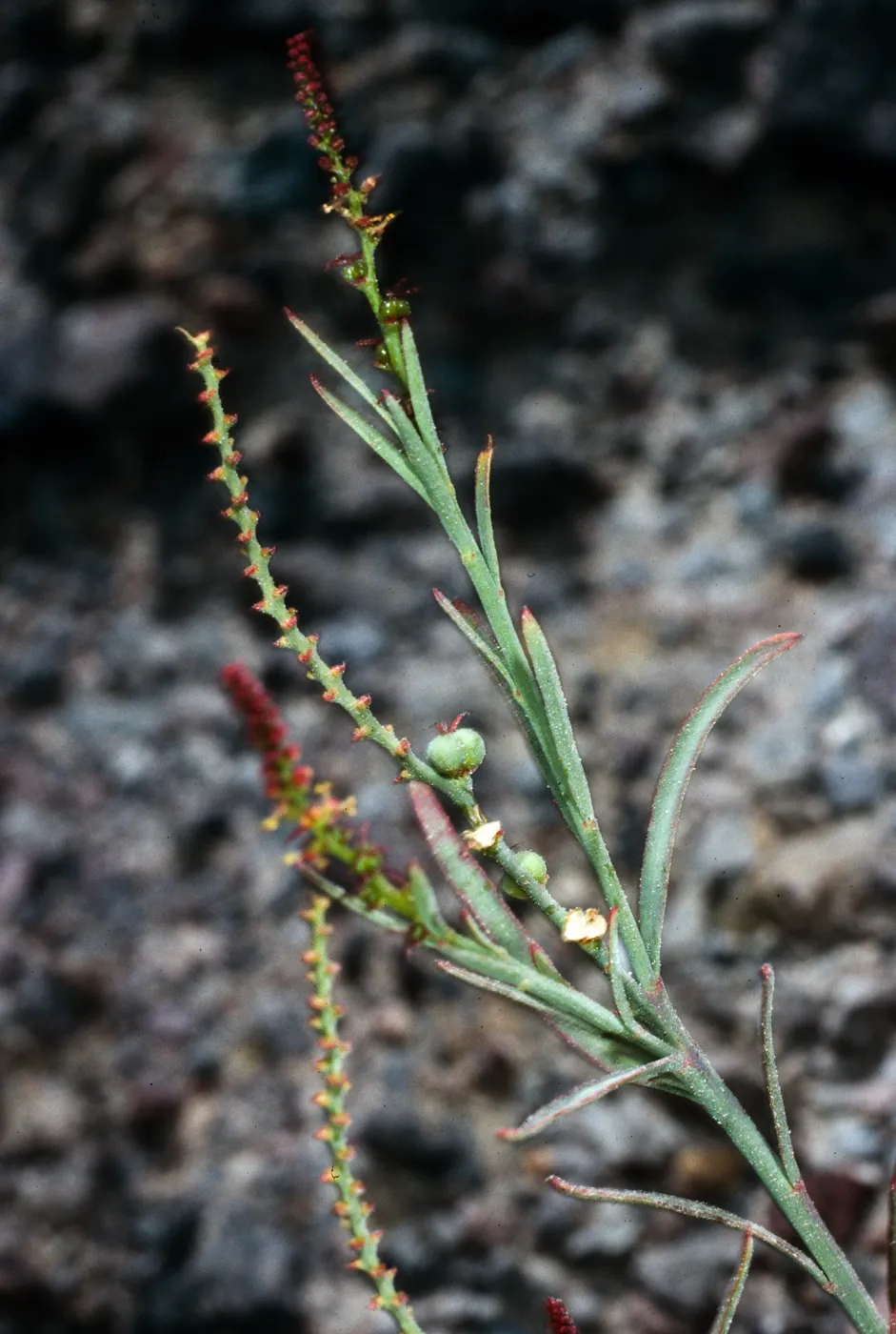 Stillingia linearifolia, SC-2744, Santa Cruz Island