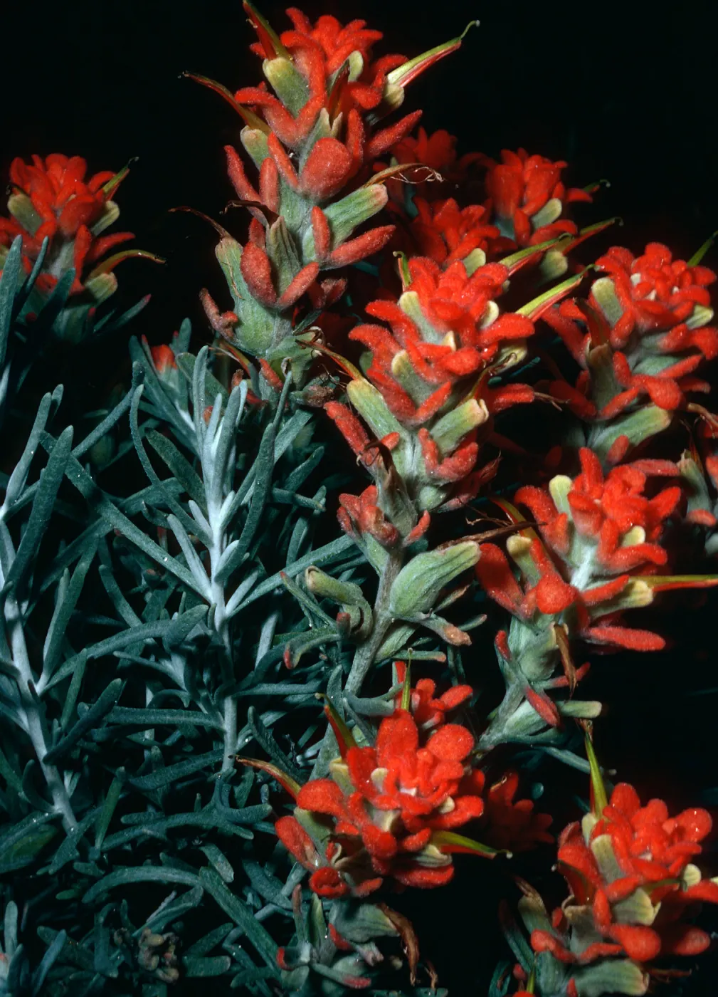 Castilleja hololeuca, offshore side, West of Sandstone Point, Santa Cruz Island