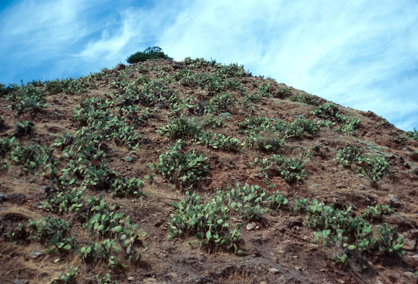 Opuntia-covered (Prickly-pear) slope, Frys Harbor, Santa Cruz Island