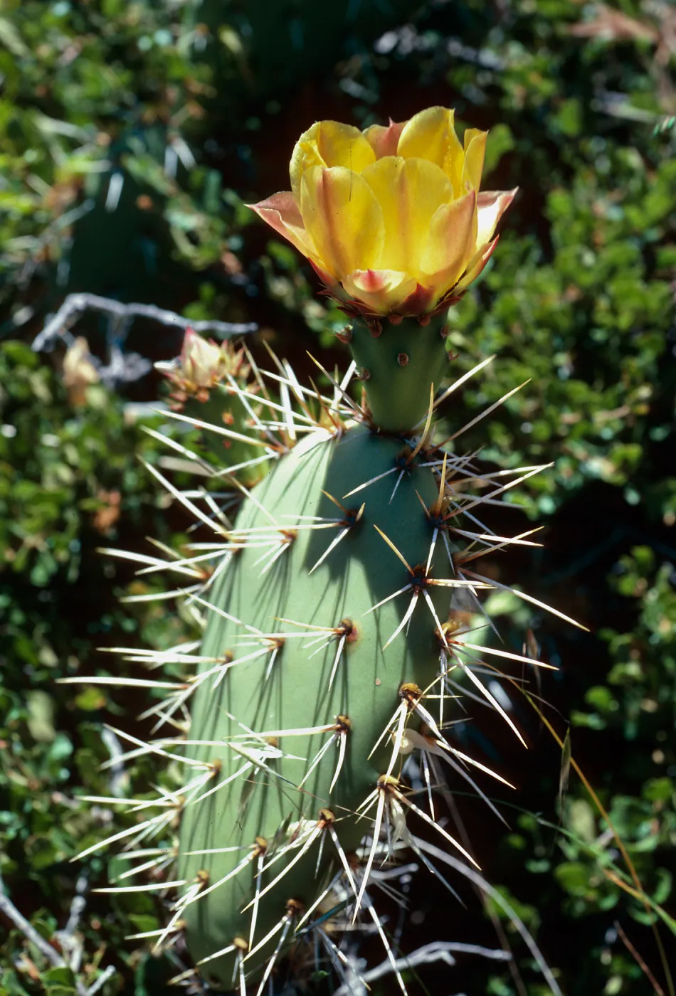 Opuntia littoralis, Santa Cruz Island
