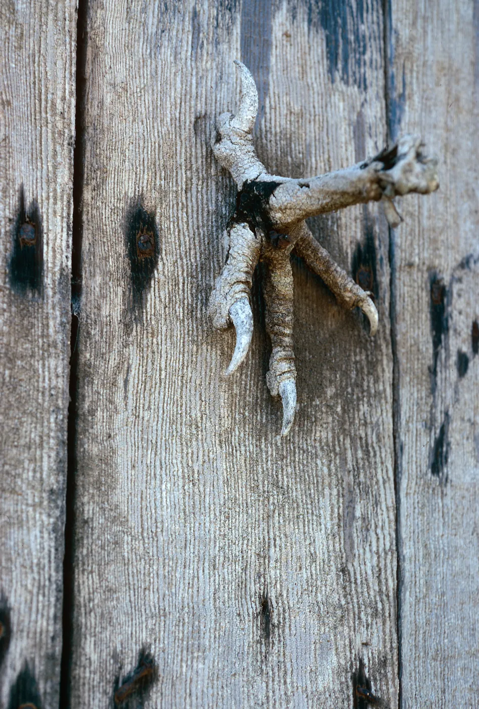 eagle claw, Christy Ranch shed, 