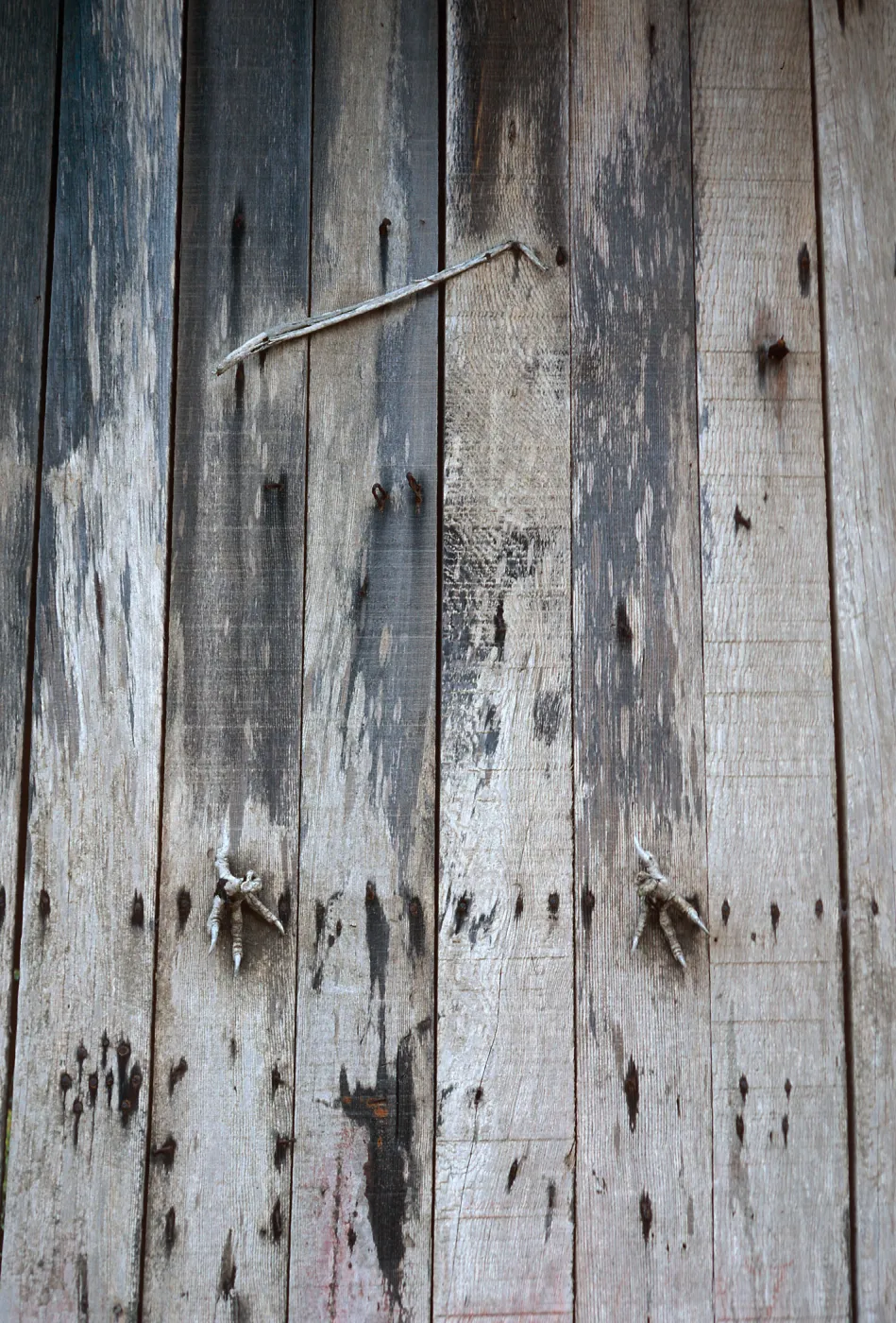 remains of eagle, Christy Ranch barn, Santa Cruz Island
