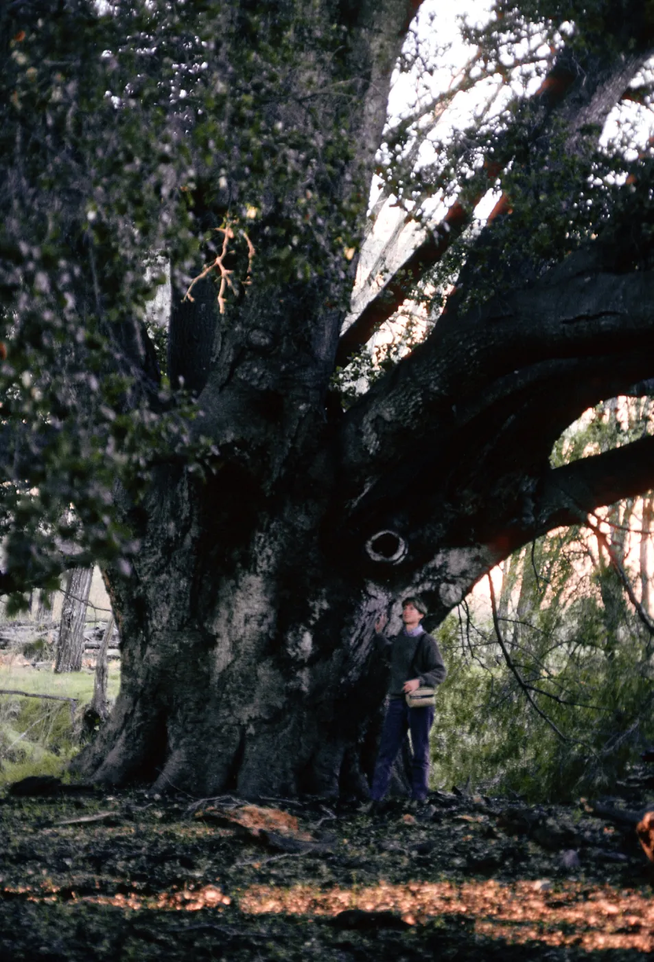 Quercus agrifolia (Coastal Live Oak), East of ranch, Santa Cruz Island