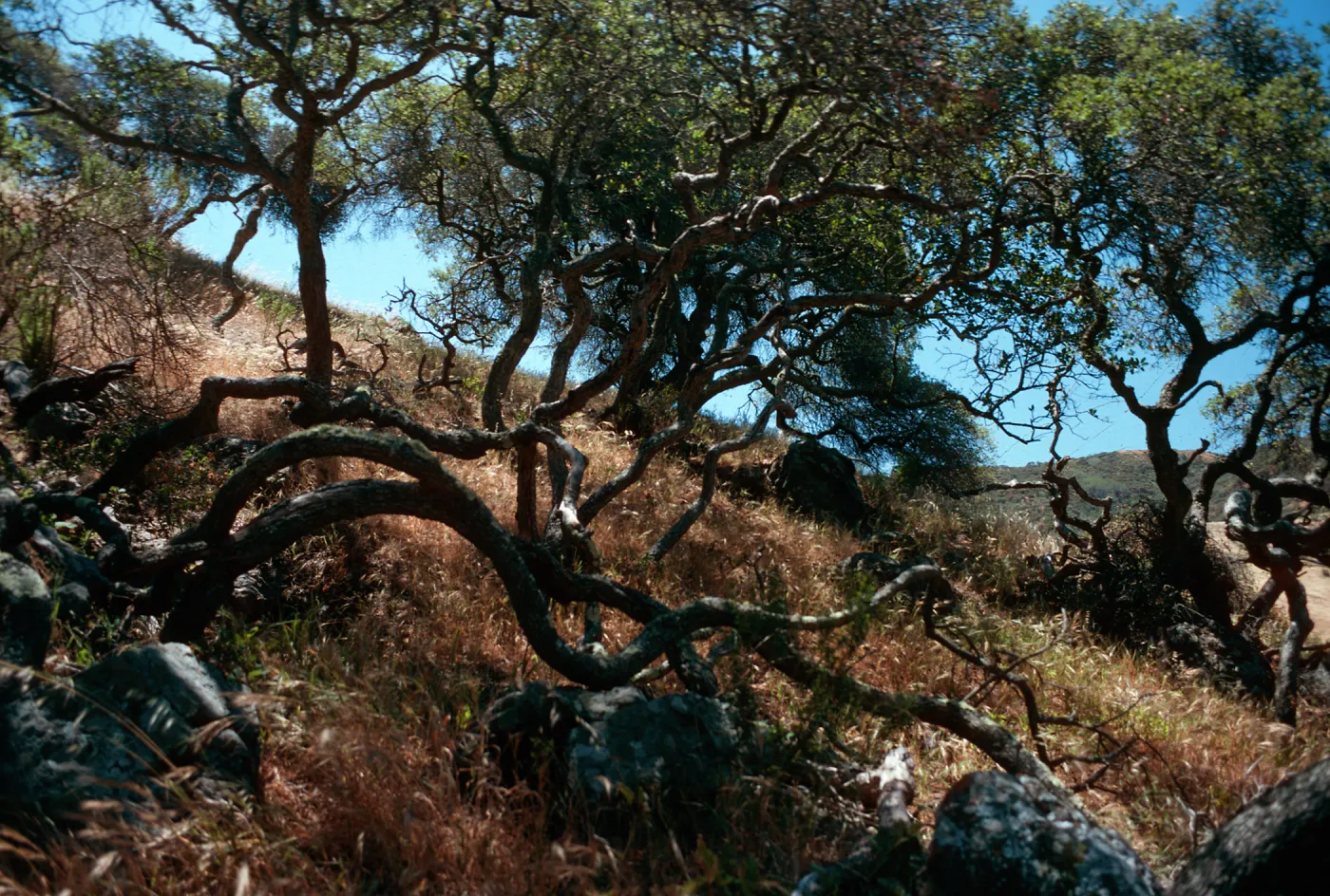 Quercus dumosa, Reparo Viejo Canyon, Santa Cruz Island