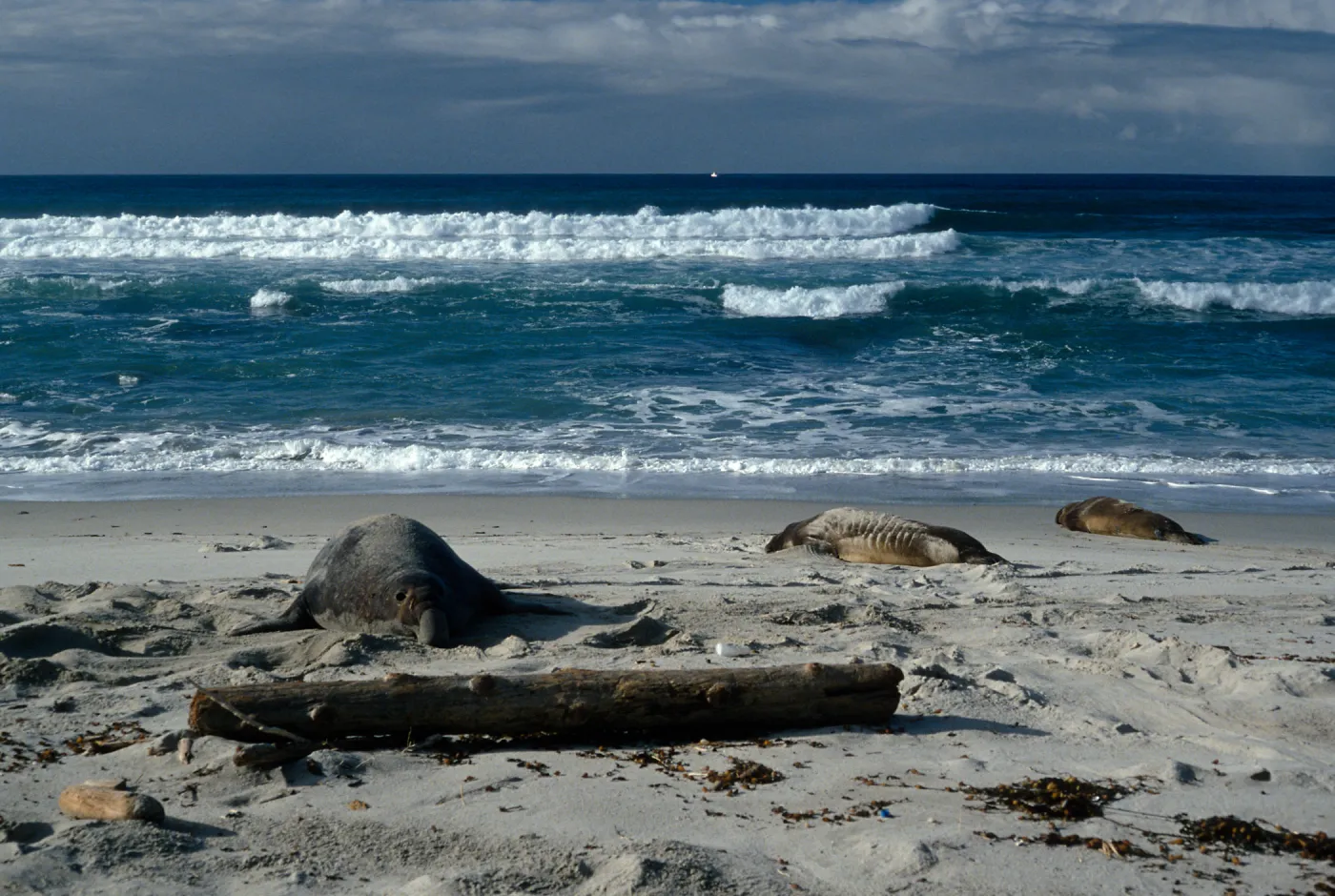  male Elephant seals, Charcoal Cove, Simonton Cove, San Miguel Island