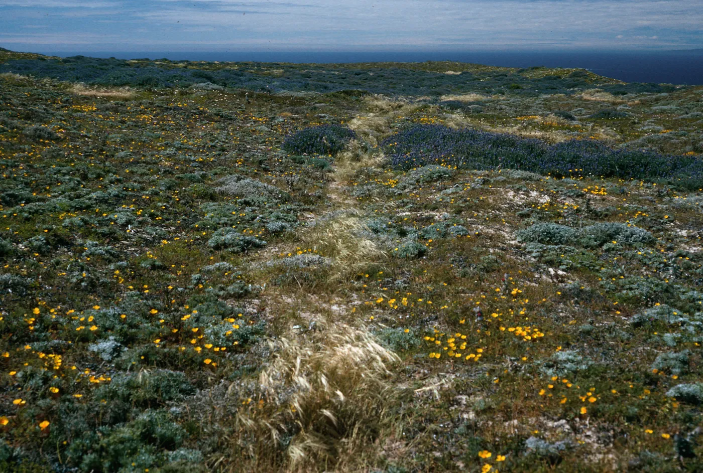 weeds along trail, Harris Point peninsula, San Miguel Island