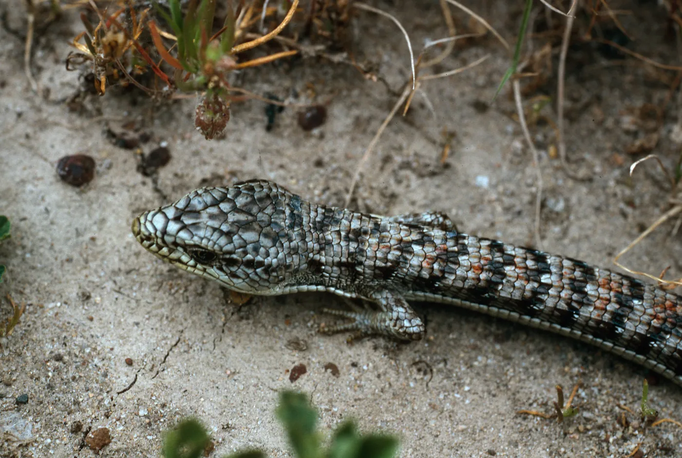 Alligator Lizard, near Dry Lake, San Miguel Island