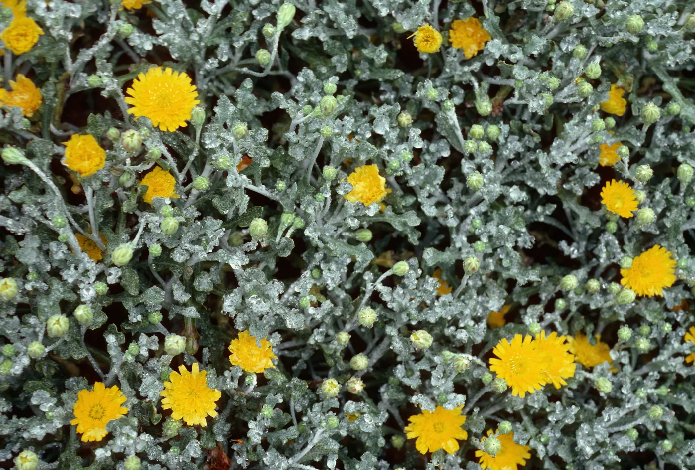 Malacothrix incana, San Miguel Island