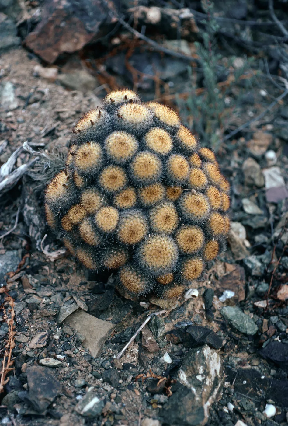 Mammillaria neopalmeri, West Island, San Benito Island