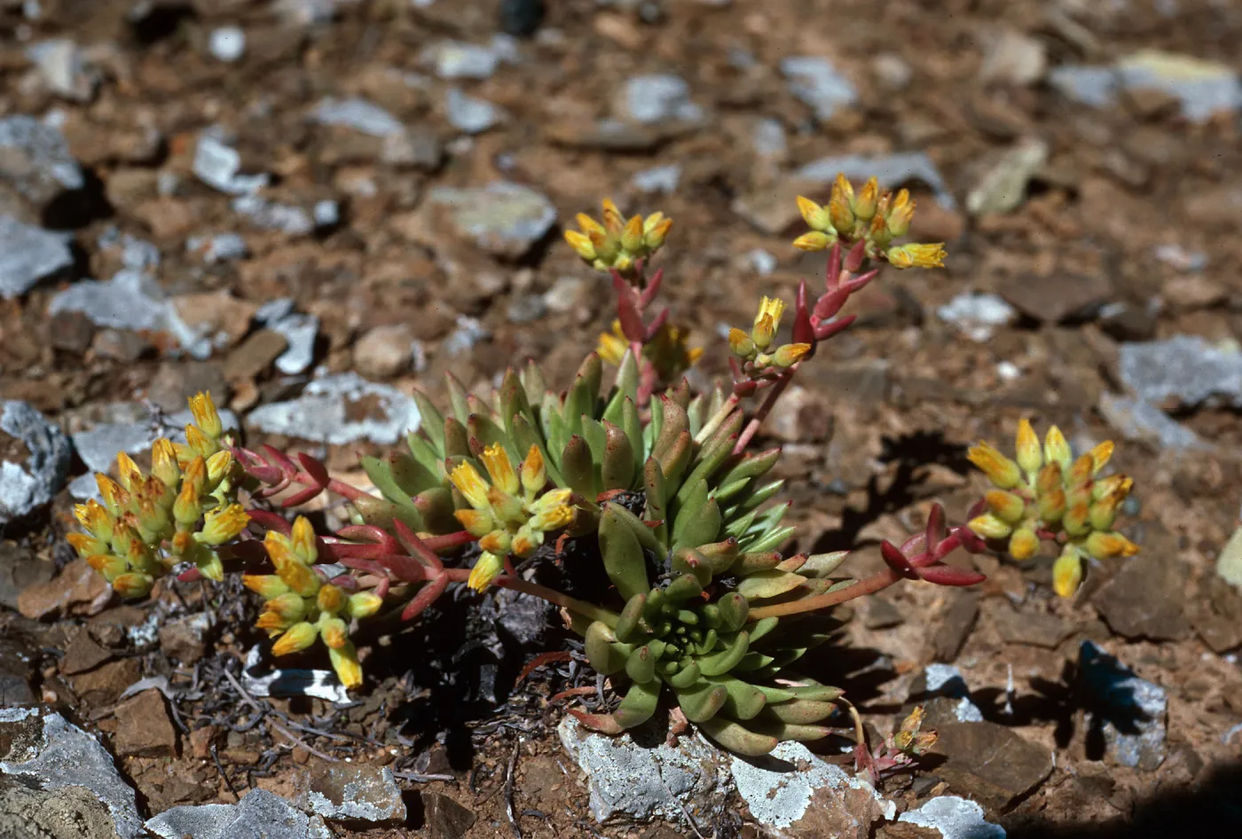 Dudleya linearis, Northwest side, near lighthouse, West San Benito Island